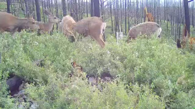 Deceptor™ Max Cellular Trail Camera Stealth Cam