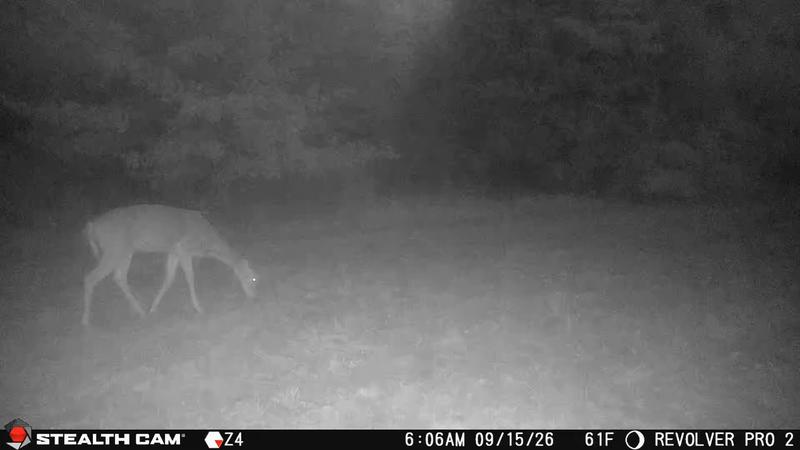 Deer