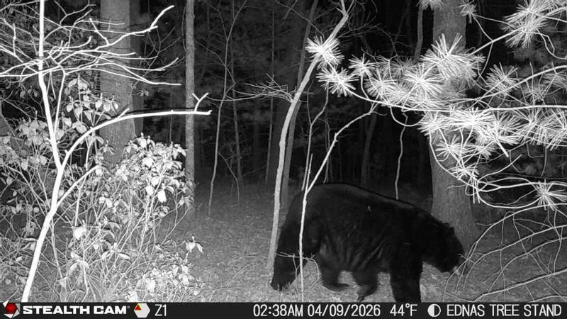 New Bear