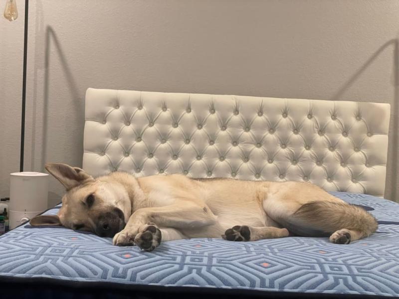 Dog Approved