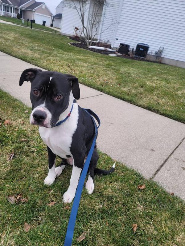 My walk with my new friend, Mariah