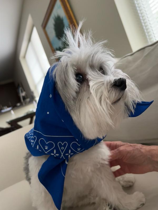 Cage-Free Duck Duck Goose SuperBlends Freeze Dried Meal Topper for