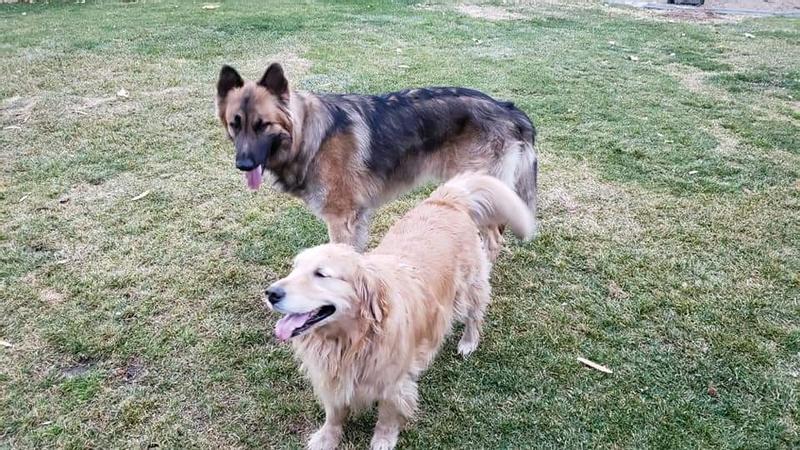 Our Shiloh Shepherd Johnny Cash and grand dog Scully.