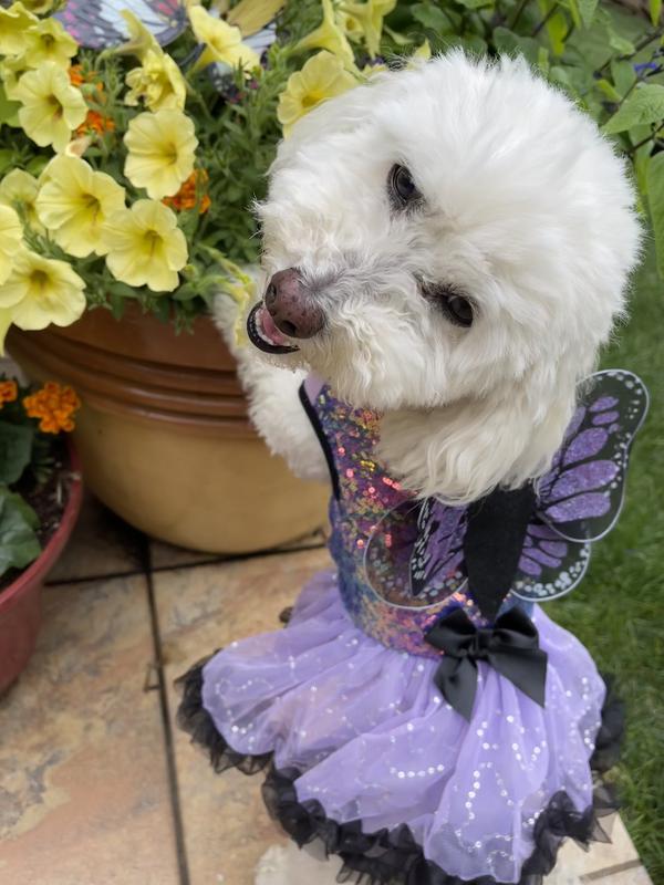 My social butterfly just celebrated turning 10 after a worrisome year of elevated liver enzymes and permanent gallbladder disease!  She looks forward to mealtime when she gets her medication disguised in her Surf 'N Turf Meal Mixers.
