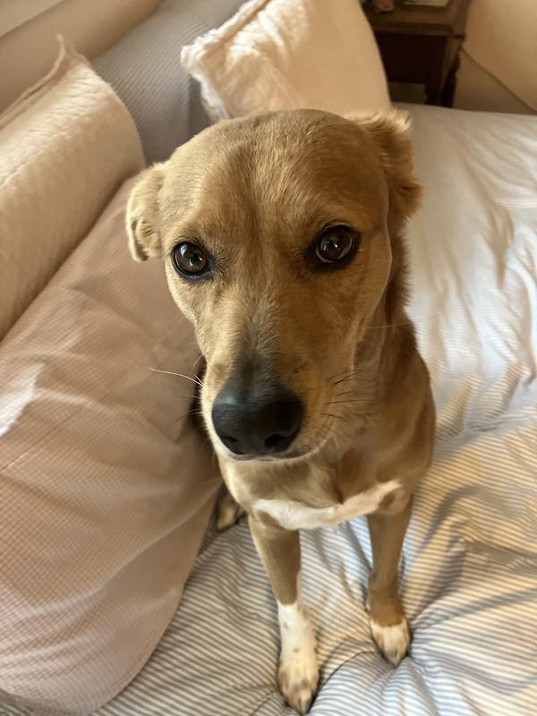 My Beauty Queen Kallie