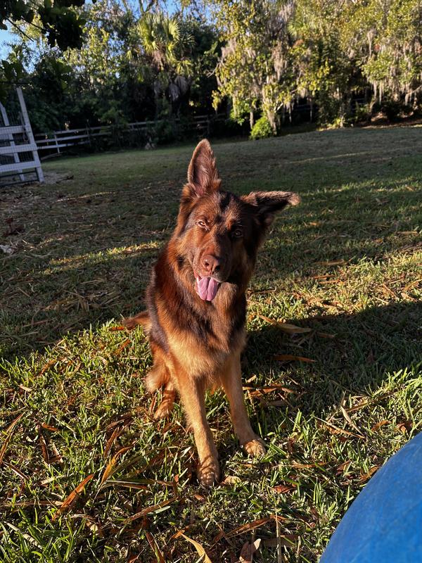 I love Stella & Chewy