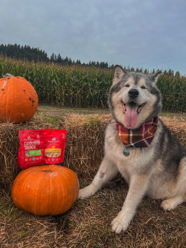 will pose for treats