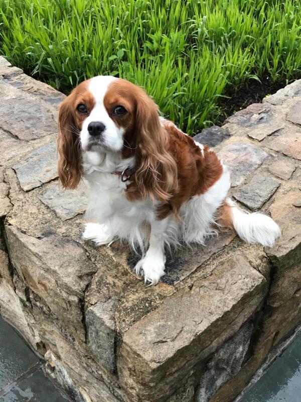 Duck Duck Goose Frozen Raw Dinner Morsels for Dogs 95% Poultry