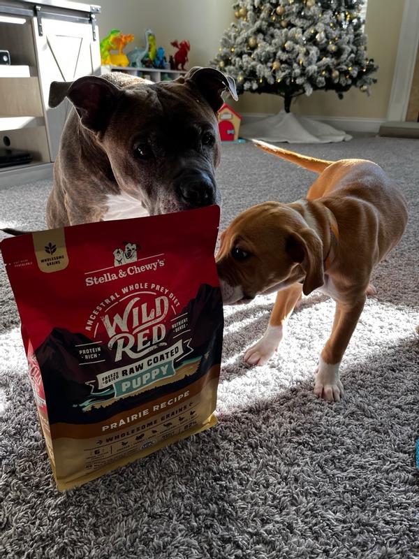 Wild Red Raw Coated Wholesome Grains Puppy Prairie Recipe