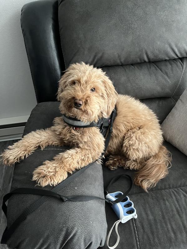 Waiting for Momma to go walking