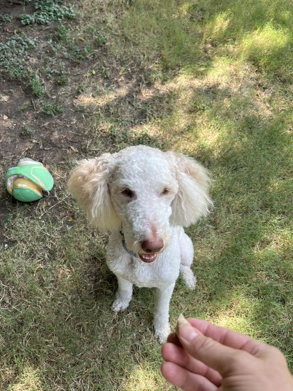 Happy camper after breakfast and sitting for a Stella & Chewy treat.