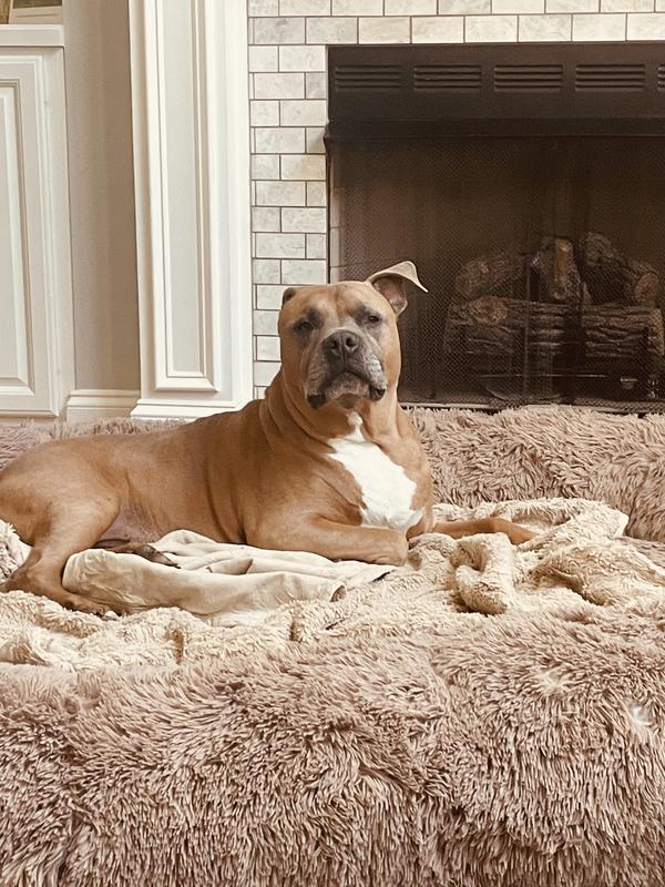 Bailey and Buddy