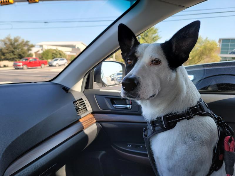 Alora heading over to purchase more Stella & Chewy's .