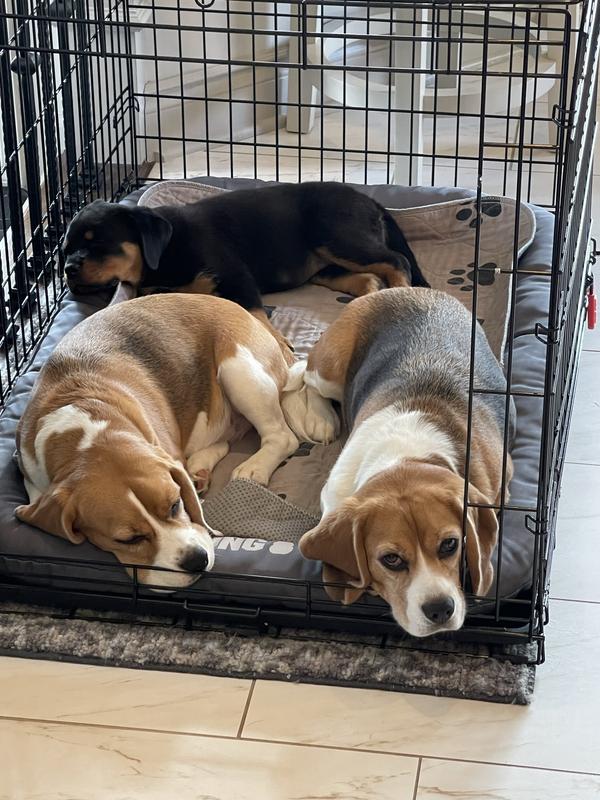 Stella's Super Beef Frozen Raw Dinner Patties for Dogs 95% Beef