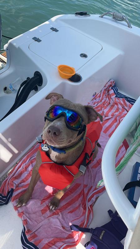 Healthy & living his best life thanks to Stella & Chewy