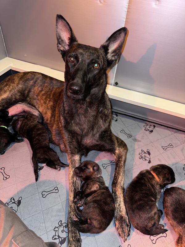 Beef Salmon Perfectly Puppy Dinner Patties Freeze Dried Raw