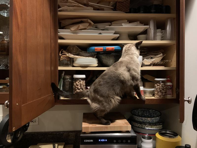 The hoomans will never keep me from my favorite food!