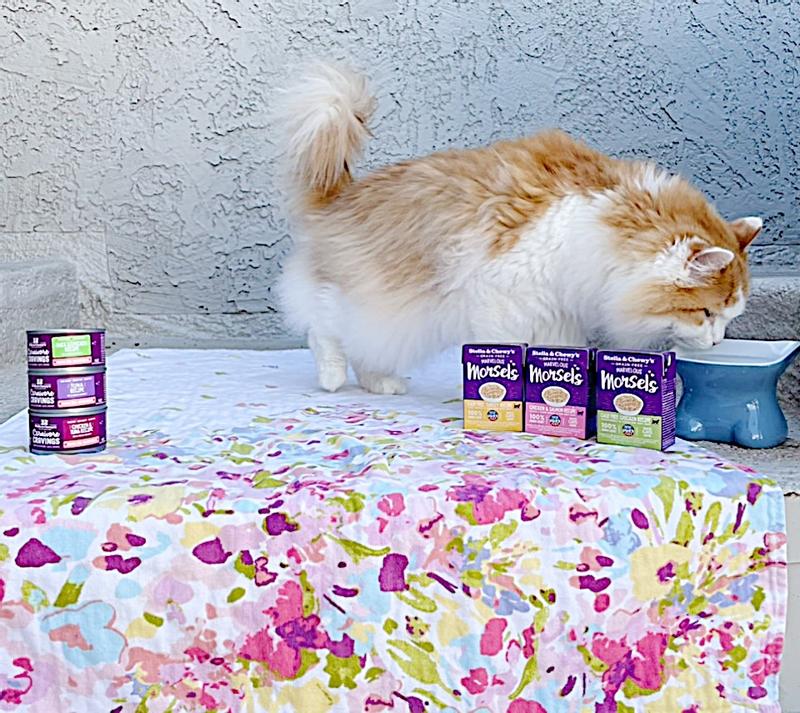 My cat Granger enjoying Stella and Chewy's