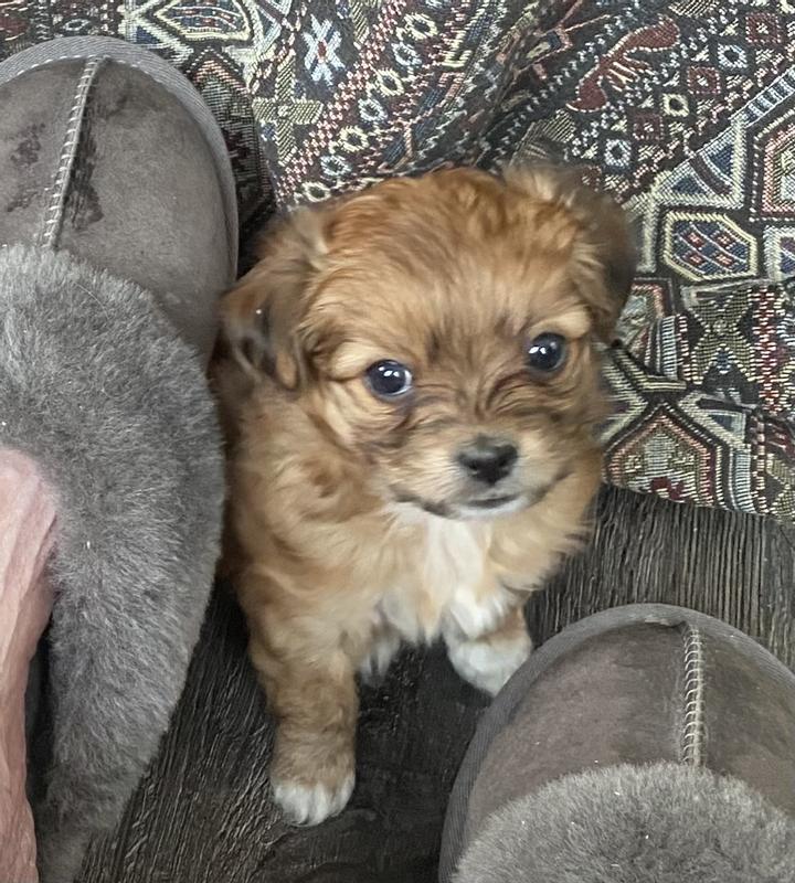 Tantalizing Turkey Meal Mixers for Dogs - Freeze Dried Raw Kibble