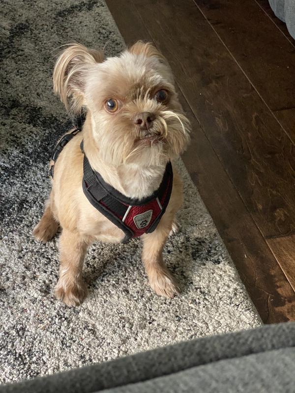 Mr K awaiting his Stella & Chewy Treats