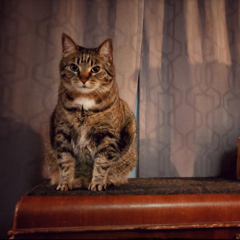 Stella & Chewy's Freeze-Dried Raw Dinner Morsels Protein Rich ...