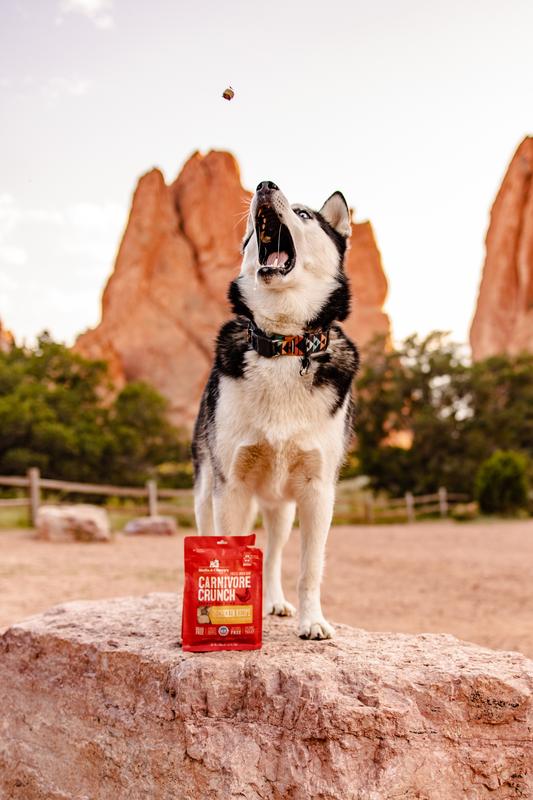 Cage-Free Chicken Carnivore Crunch Dog Treats Freeze Dried Raw