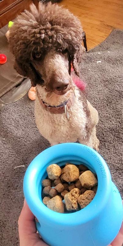 Sage is a Standard Poodle who keeps his hair and beard in tip top shape. You can often find him prancing around in the sunshine or leaping over fences like an elite athlete!