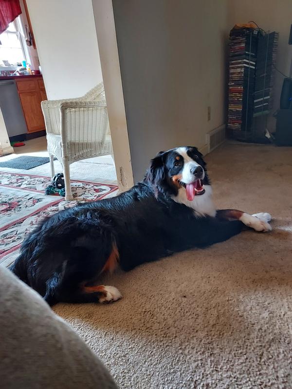 After my Stella & Chewy Freeze Dried Duck meal