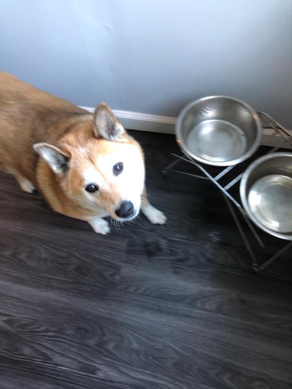 Red Meat Raw Blend Kibble Stella Chewy S Pet Food