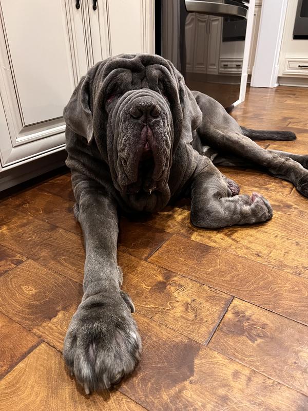 Chewy's Chicken Freeze Dried Dinner Patties Premium Raw Dog Food