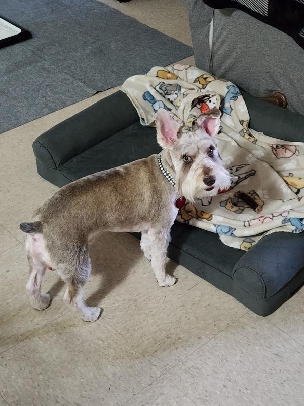 Neo Miniature Schnauzer