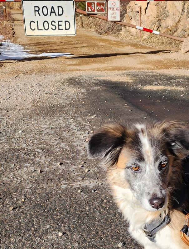 Hiking with Mom on the road which is closed to traffic but open to dogs in Rocky Mountain National Park