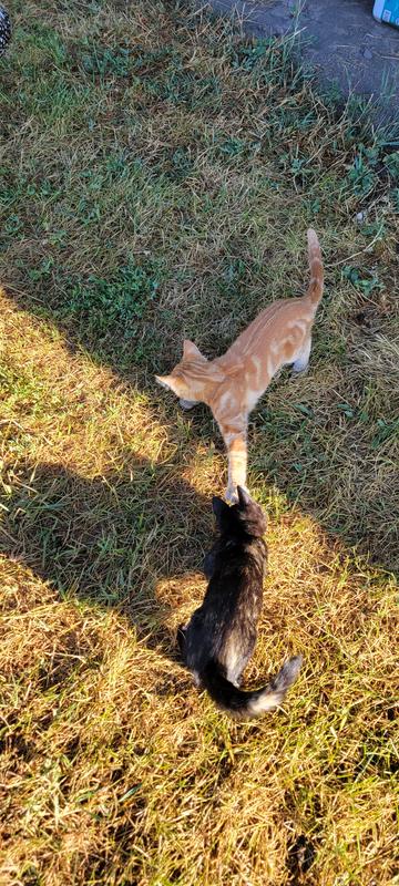 Stella & Chewy's Freeze-Dried Raw Dinner Morsels Protein Rich ...