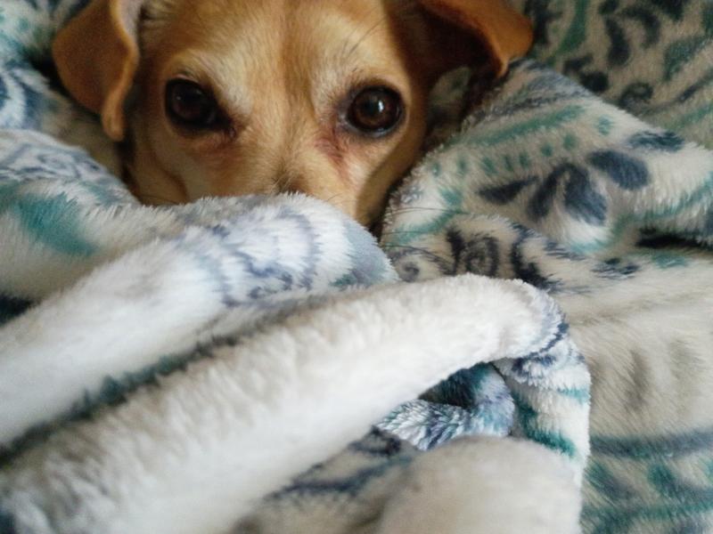 Did I hear you open Stella and Chewy’s?