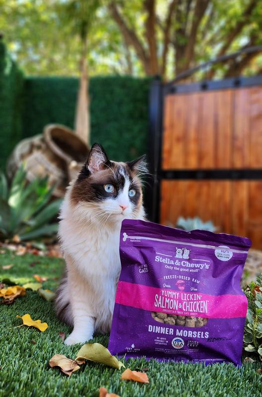 Stella and chewy's freeze dried cat food outlet reviews