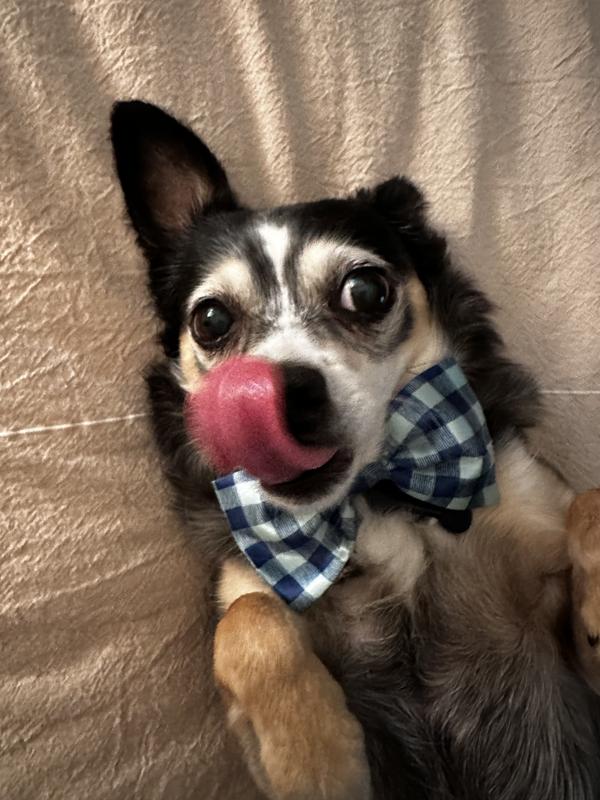 Bow tie Friday