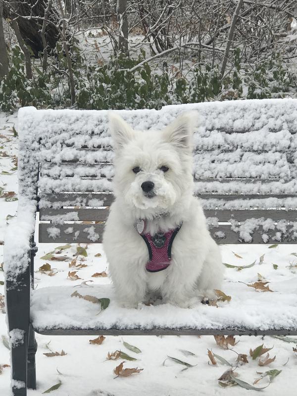 Snow day