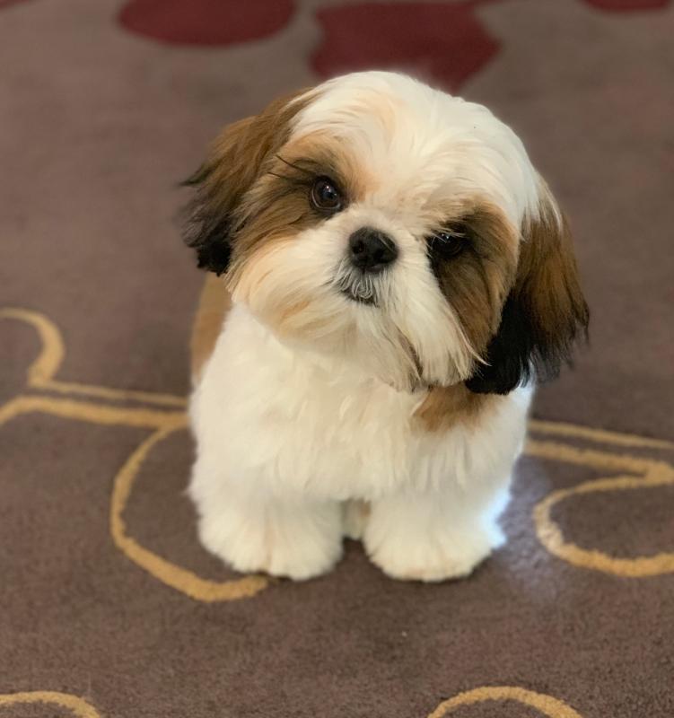 Phoenix Arizona Shih Tzu Puppies For Sale Craigslist Shih Tzus