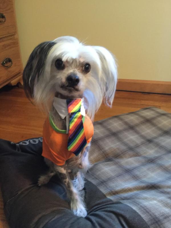 Tantalizing Turkey Frozen Raw Dinner Morsels for Dogs - 95% Turkey