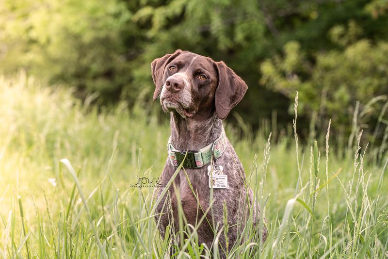 Stella & Chewy's Bountiful Bone Broth Grass-Fed Beef Recipe Meal Topper ...