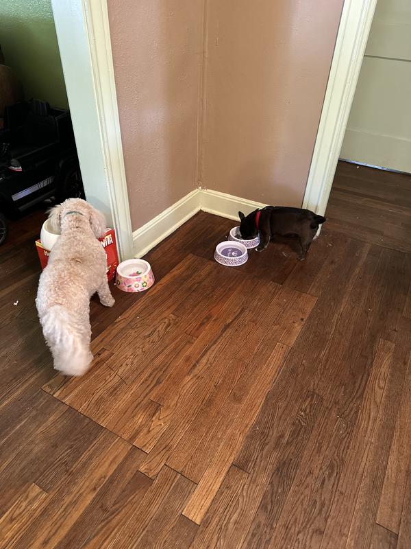 My dog (suzie white poodle) eating Stella and Chewys with Bellys (black Chihuahua) joining.