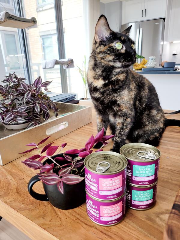 Meowdeling with the cans ha!