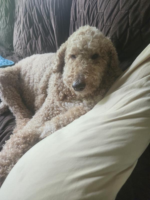 Loki after his treats