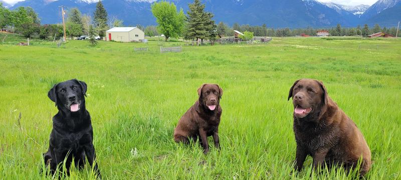 Stella & Chewy's Freeze-Dried Raw Dinner Morsels Protein Rich ...