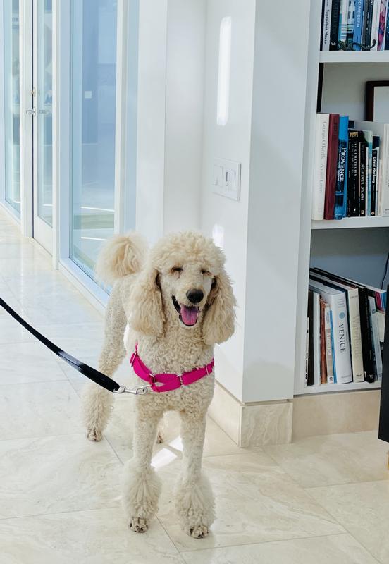 Let's go for a walk.