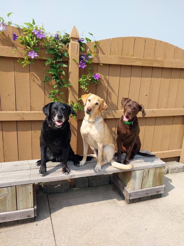 ChaCha,Rizzi& BZ loves their Stella& Chewy Dry Kibble