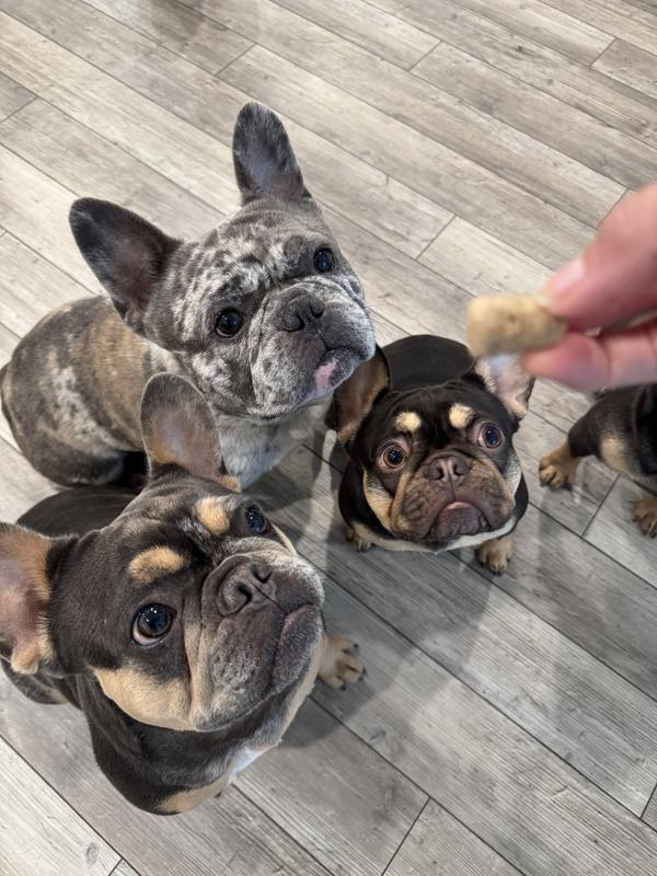 Frenchies loving Stella & Chewy’s Beef Meal Mixer!