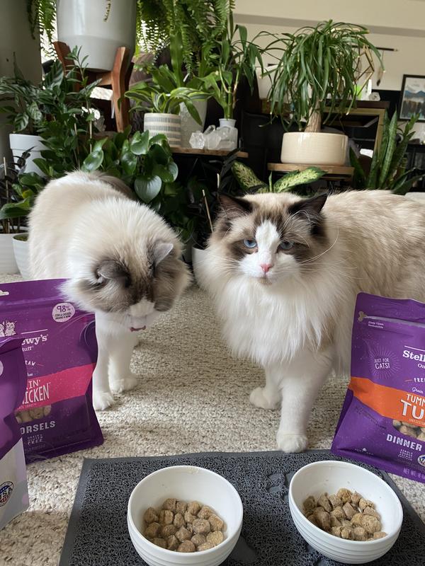 Yummy Lickin' Salmon & Chicken Freeze Dried Raw Cat Food: High