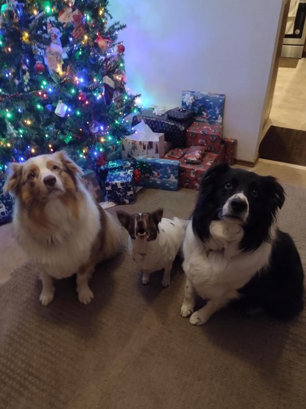 Begging for more Stella and Chewy