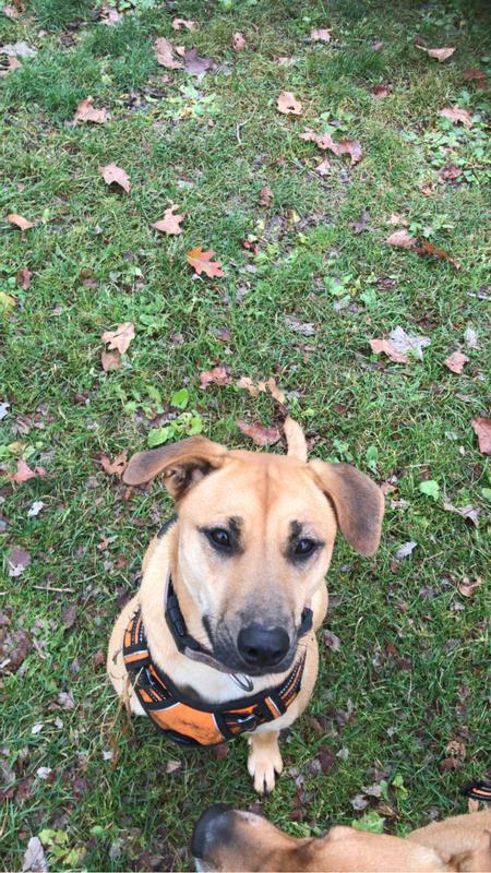Hi! I'm Piper!